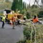 Tall Timbers Tree Services