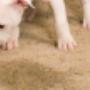 Pet-Urine-Treatment-Northern-Beaches-823x365