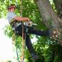 Tree Lopping