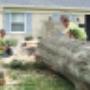 Tree Removal