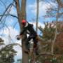 Tree Service