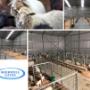 Custom made steel animal pens.