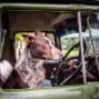 Rusty the cattledog is ready for work after his regular wash and flea treatment.