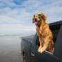 Ralph the golden retriever will be ready for his weekly dog wash after a run on the beach.