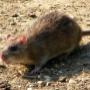 Rat Control