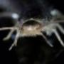 silverfish