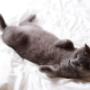 cat on bamboo sheets