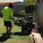 perth tree removal