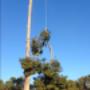 perth tree removal