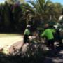 perth tree removal