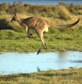 Adelaide SEO Aussie