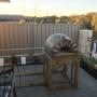 wood fire oven