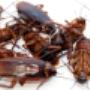 Pest Control
