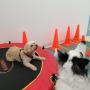 Animal Gym