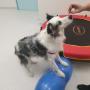 Animal Rehab