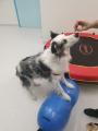 Animal Physio & Rehab