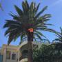 Tree Removal Brookvale