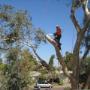 Tree Trimming Brookvale