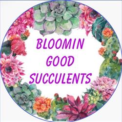 Bloomin Good Succulents