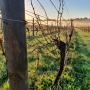 Vineyard
