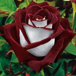 Magic Garden Roses
