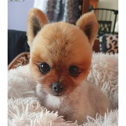 City Slickers Dog Grooming
