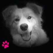 Plush Pet Stylist