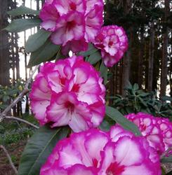 Red Dragon Nursery