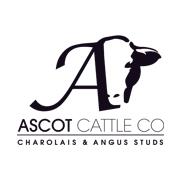 Ascot Cattle