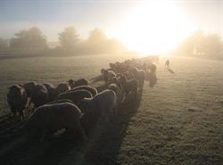 Curringa Farm