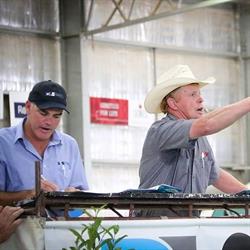 Dairy Livestock Services