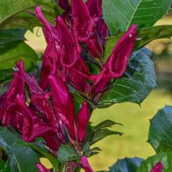 Mackay Regional Botanic Gardens
