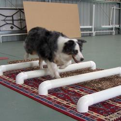 Dog Logics Training Centre