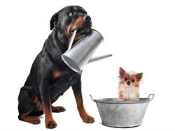 Dog Campaign