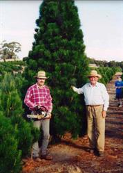 Christmas Tree Plantation, Clarendon, South Australia