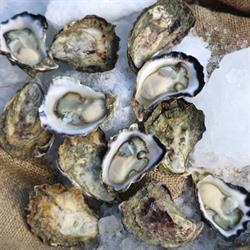 Kooringal, Moreton Bay Rock Oysters Pty Ltd