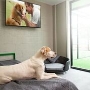 Green Meadows Pet Resort Deluxe Suite