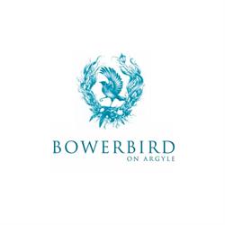 Bowerbird on Argyle