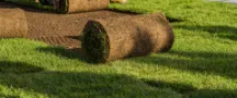 Turf