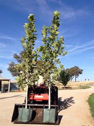 Bell River Nursery