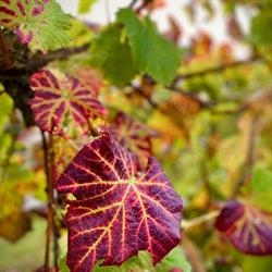 Myrtaceae Winery