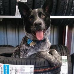 Adelaide Hills Tyre & 4WD
