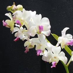 Pacific Beach Orchids