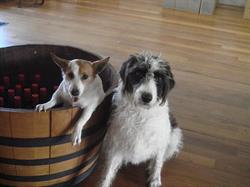 Cape Naturaliste Vineyard