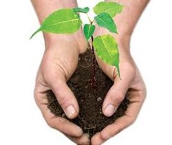 Bodhi Tree Forest Monastery & Vipassana Retreat Centre