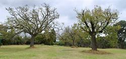 Willsmere