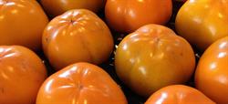 The Persimmon Place