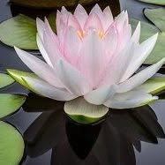 Angela's Therapeutic Massage Solutions