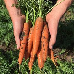 Moffatt Fresh Produce EST. 1924