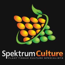 Spektrum Culture